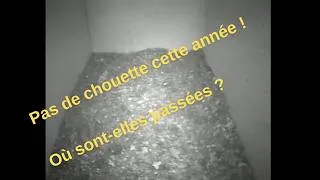 Miniature : Pourquoi les chouettes ont-elles déserté mon nichoir ?