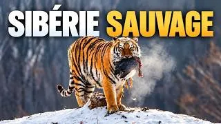 Miniature : SIBÉRIE SAUVAGE | 8 Mois de Glace, de Tigres et de Loups – Documentaire Animalier