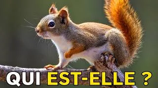 Miniature : L’écureuil : le petit animal qui transforme la forêt !