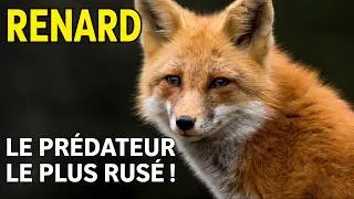 Miniature : Le renard : plus rusé qu’un chien, plus audacieux qu’un loup… et sans peur de l’humain !