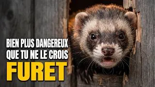Miniature : Le Putois : Il Tue Toutes les Poules, Dort 20 Heures et Se Fauf ile Par la Moindre Fente!