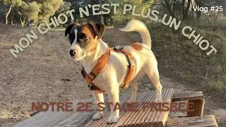Miniature : Quand savoir qu'un chiot n'est plus un chiot ? #VLOG25