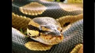 Miniature : Fiche de Maintien Python Regius Rubrique de Ronald Bourgoin