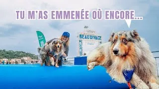 Miniature : JE L'AI ENCORE EMMENÉE DANS UN FESTIVAL POUR CHIEN 🐶