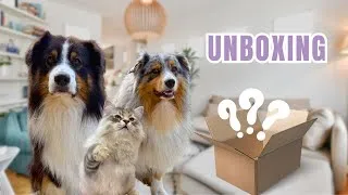 Miniature : ON OUVRE UNE NOUVELLE BOX POUR CHIEN & CHAT ! 😱😍