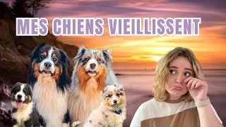Miniature : MES CHIENS DEVIENNENT SENIORS ? Voici comment je prends soin d’eux !