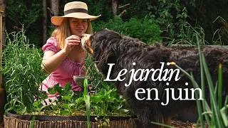 Miniature : Juin au jardin | Tour du potager & premières récoltes