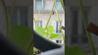 Miniature : Pante carnivore filiformis qui capture un gros insecte dans sa glue