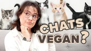 Miniature : FAQ CHAT : alimentation, élevage, mutuelle, hôtels pour 🐈