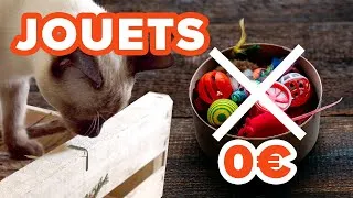 Miniature : Meilleurs JOUETS pour chats (presque) gratuits ! 0€ pour les occuper