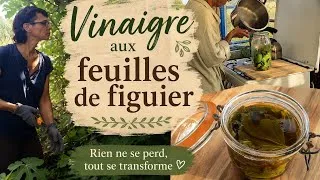 Miniature : Les feuilles  de figuier contre le stress digestif- [Silent Vlog]]