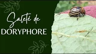 Miniature : Saleté de doryphore : c'est en ce moment que tout se joue !