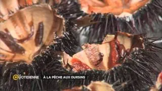 Miniature : À la pêche aux oursins