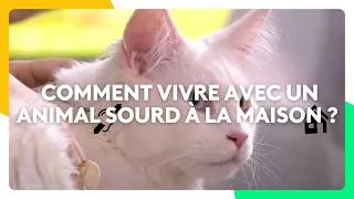 Miniature : Comment vivre avec un animal sourd à la maison ?
