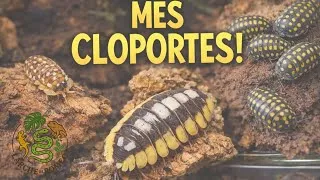 Miniature : Mes cloportes : découverte de mes espèces et de leur maintien 🌿  #larchederomeo #isopods
