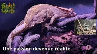 Miniature : Une passion devenue réalité : mes reptiles et mes installations 🪴 #Reptiwhite #terrarium #reptiles 