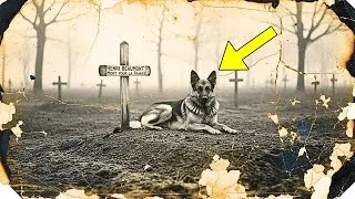 Miniature : Cette photo de 1919 du chien au cimetière semblait être de la tristesse — puis la promesse