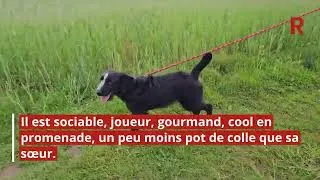 Miniature : Adoptez les : Ces chiens attendent au refuge de Nargis - Découvrez les portraits