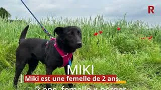 Miniature : Adoptez les !   Ces chiens attendent au refuge de Nargis   découvrez les portraits de Joy, Berry, St
