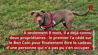 Miniature : Adoptez-les du 25 avril 2026