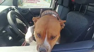 Miniature : 🐶 Mlle VITA est une Grande habitué de la Pension Canine / Féline des Chouchoutés de l'empereur 974