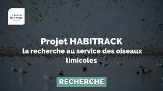 Miniature : HABITRACK : la recherche au service des oiseaux limicoles