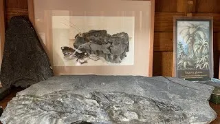 Miniature : Les collections géologiques de l'Ecole des Mines : le Stéphanien