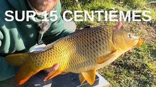Miniature : Pêche de 2 CARPES à l'ANGLAISE SUR 15 centièmes