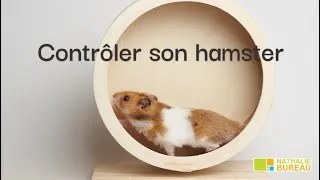 Miniature : Contrôler son hamster pour gagner en efficacité