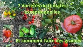 Miniature : 7 variétés de tomates exceptionnelles et comment faire ses graines