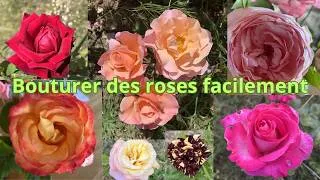 Miniature : Bouturer les rosiers c'est facile