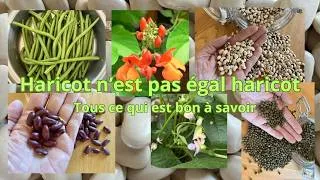 Miniature : Haricot n'est pas égal haricot
