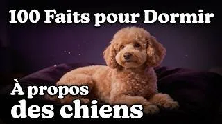 Miniature : Les Faits sur les Chiens les Plus Relaxants pour S’endormir (SANS PUB)