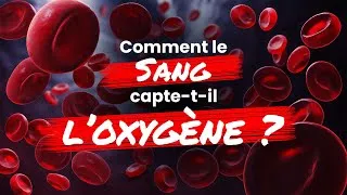 Miniature : Comment le SANG capte-t-il l'oxygène dans les POUMONS ?