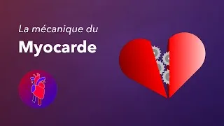 Miniature : Comment le cœur fonctionne-t-il ?
