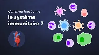 Miniature : Comment fonctionne le système immunitaire ?