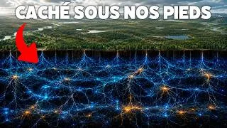 Miniature : L'Incroyable Réseau Sous Nos Pieds : Le Wood Wide Web