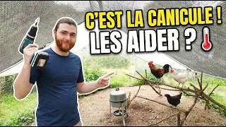Miniature : 🌡️ POULES & CANICULE : Comment les aider ?