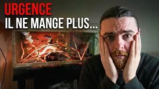 Miniature : Je crains le PIRE pour lui... L'état de santé de mon serpent 🐍