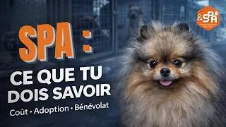 Miniature : 🐶 Tout savoir sur la SPA (Société Protectrice des Animaux) 🐾 100% #pomeranian #spa #chien #animaux