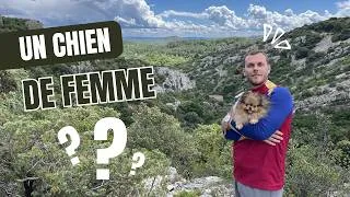 Miniature : 🐶 Pourquoi le Spitz Nain est-il considéré comme un chien de femme ? 🐾 : ✦ 100% #pomeranian #homme