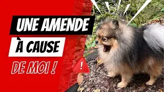 Miniature : 🐶 Quelles sont les règles concernant les chiens en France 🐾 : ✦ 100% #pomeranian #louloudepomeranie