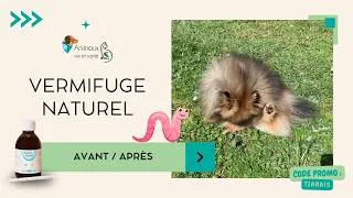 Miniature : Répuls’Vers 100% Naturel Animaux Vie et Santé : mon avis après la cure sur mon Spitz 🐶 #pomeranian