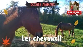Miniature : Une après midi avec les chevaux. Vidéo réalisée par Emy.