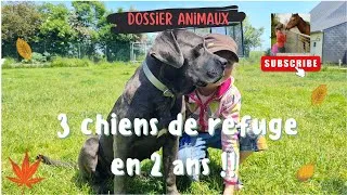 Miniature : 3 chiens de refuge à la maison . Toujours être sure de ne pas s'ennuyer. !!!