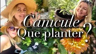Miniature : FORTES CHALEURS ☀️ QUE PLANTER AU SOLEIL BRÛLANT ET À L'OMBRE?