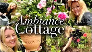 Miniature : 🌸MON RÊVE DE JARDIN COTTAGE CONTINUE: ZINNIAS, POT FLEURI ET ROSES DAVID AUSTIN