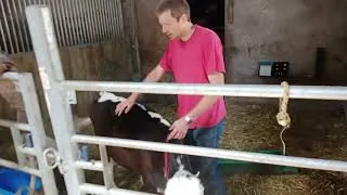 Miniature : Faire marcher une vache au licol