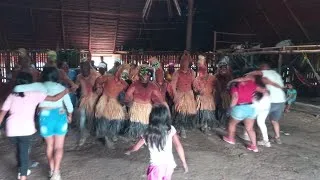 Miniature : Baile de chontaduro en la maloca Capiul de Leticia