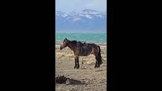Miniature : Magnifique nature de Mongolie #mongolia  #mongolie  #laurentmartel